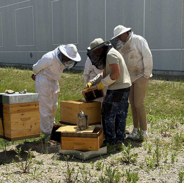 Ruches installées sur le site de BIO-UV Group